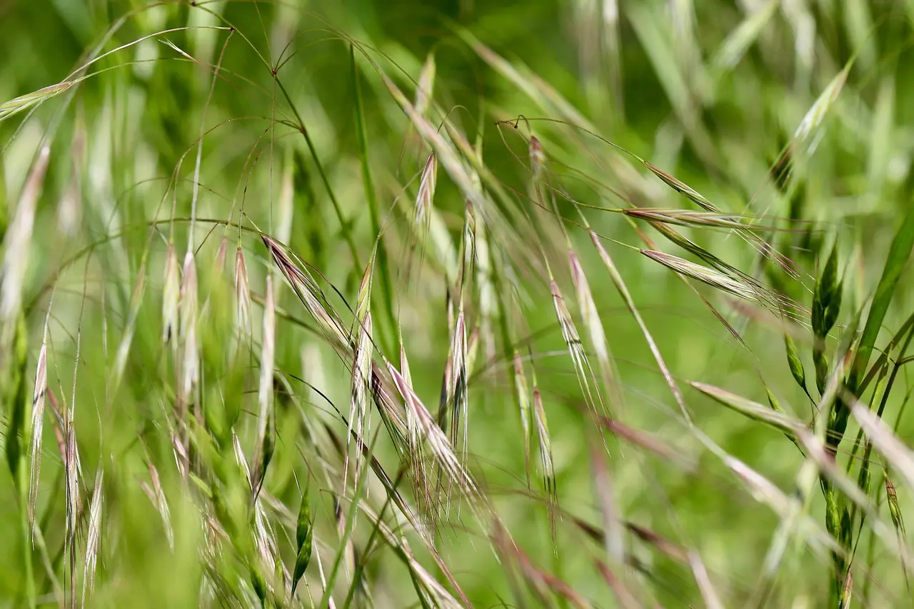Best time to plant grass seed
