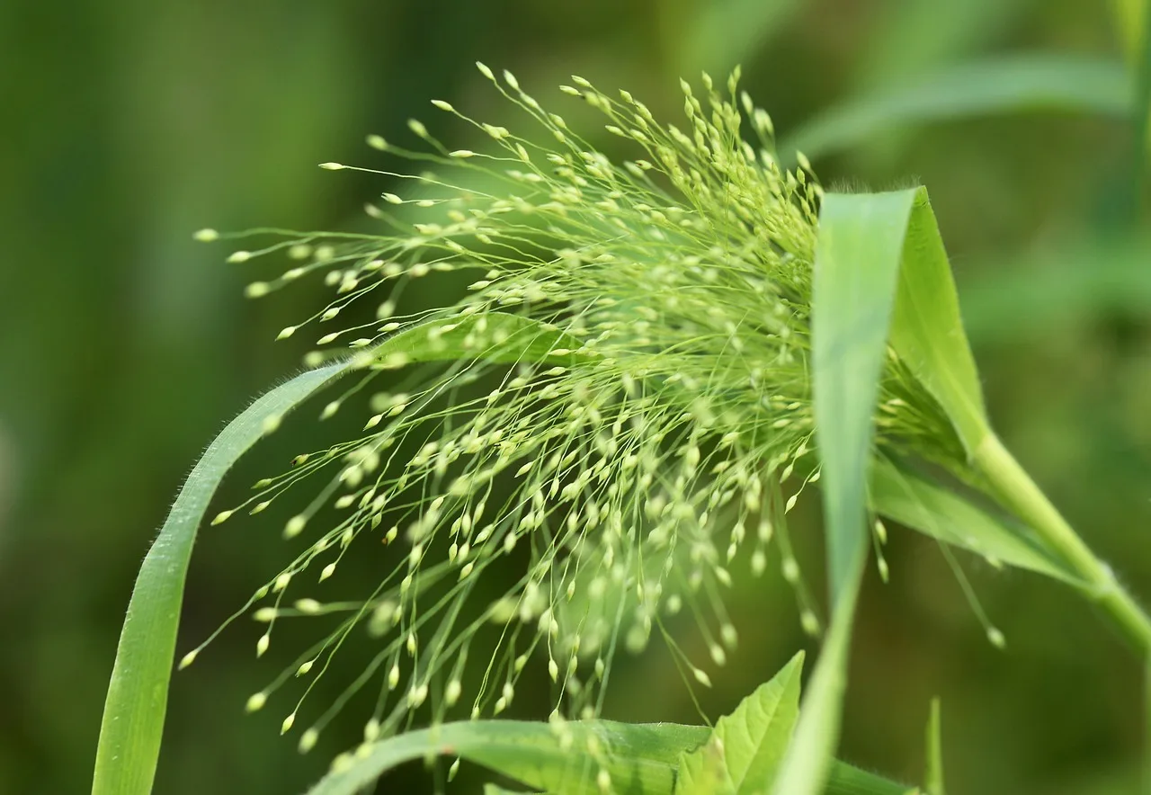 How much grass seed do you need?