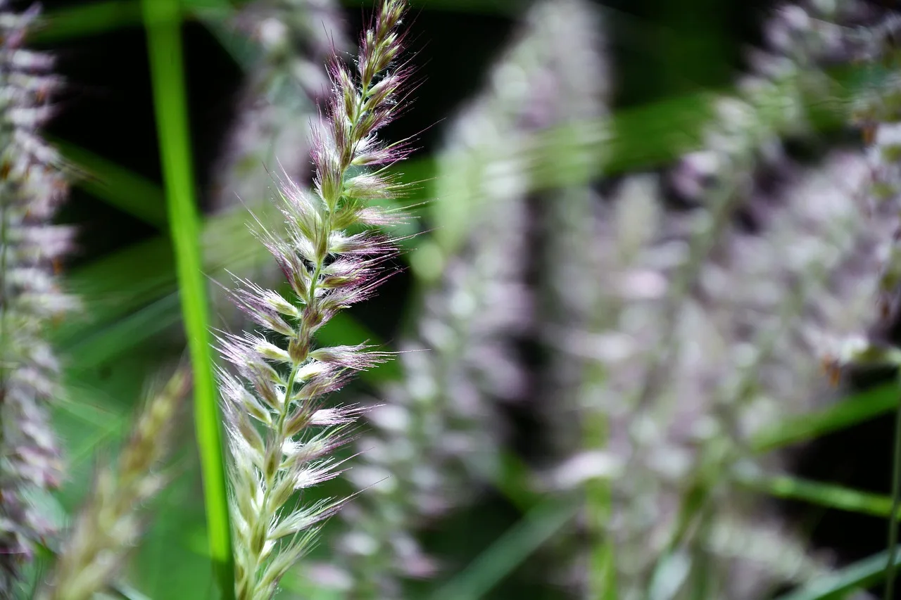 How much grass seed do I need for my yard?