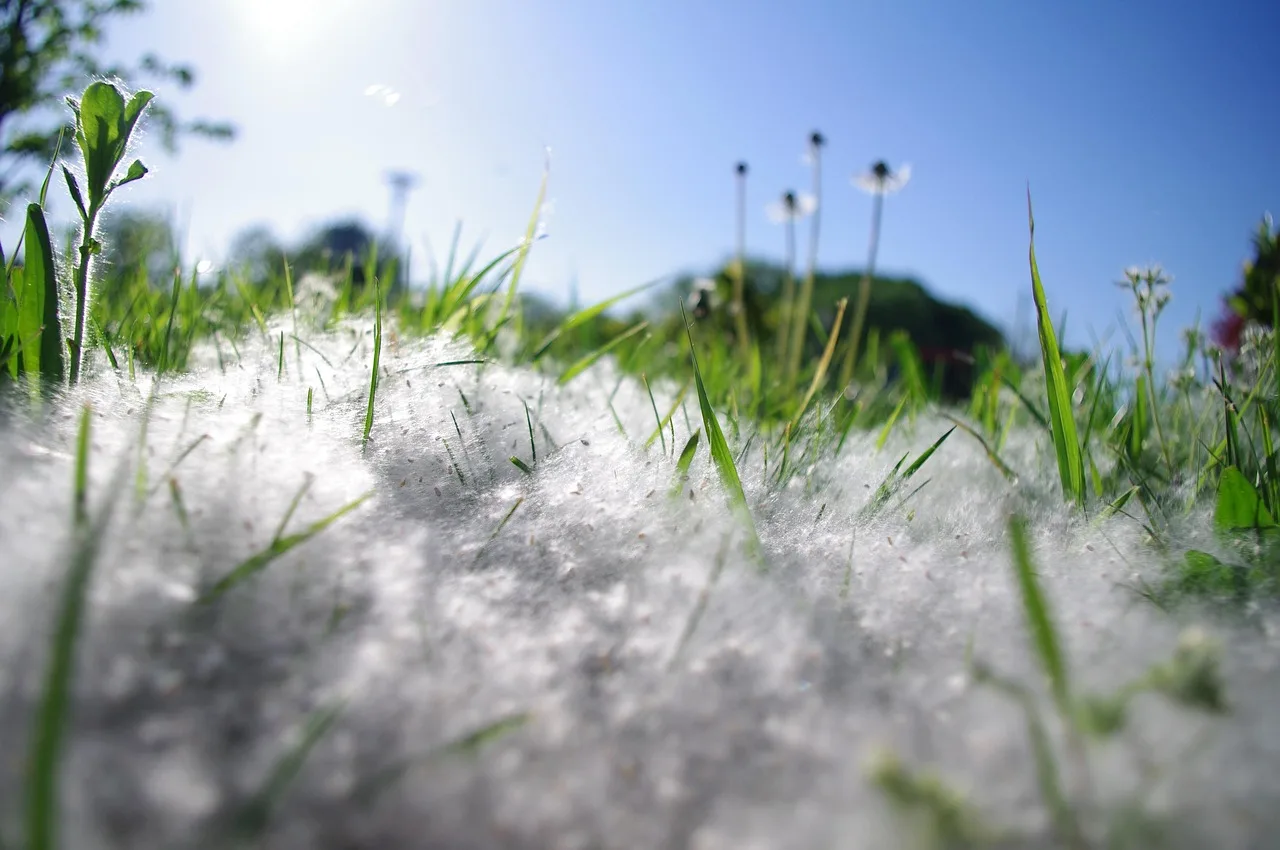 What type of grass seed do I need for my lawn?
