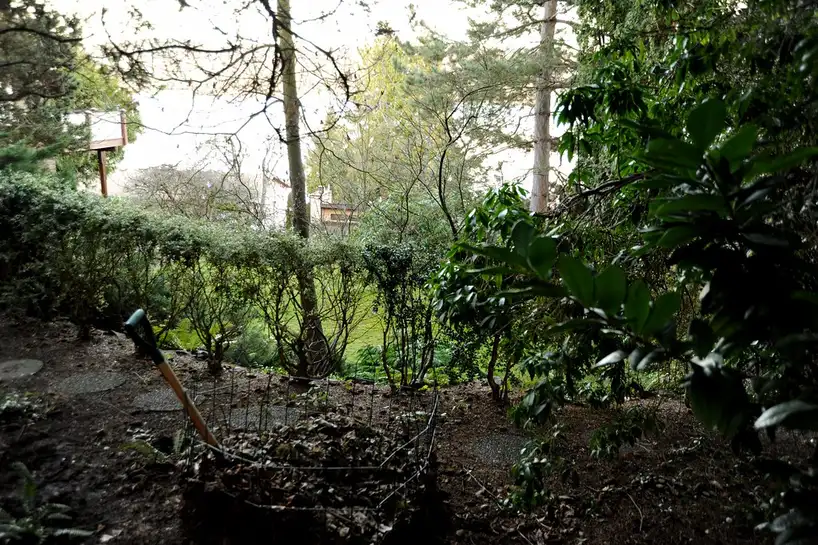 Hands spreading shredded bark mulch around shrubs in a garden bed