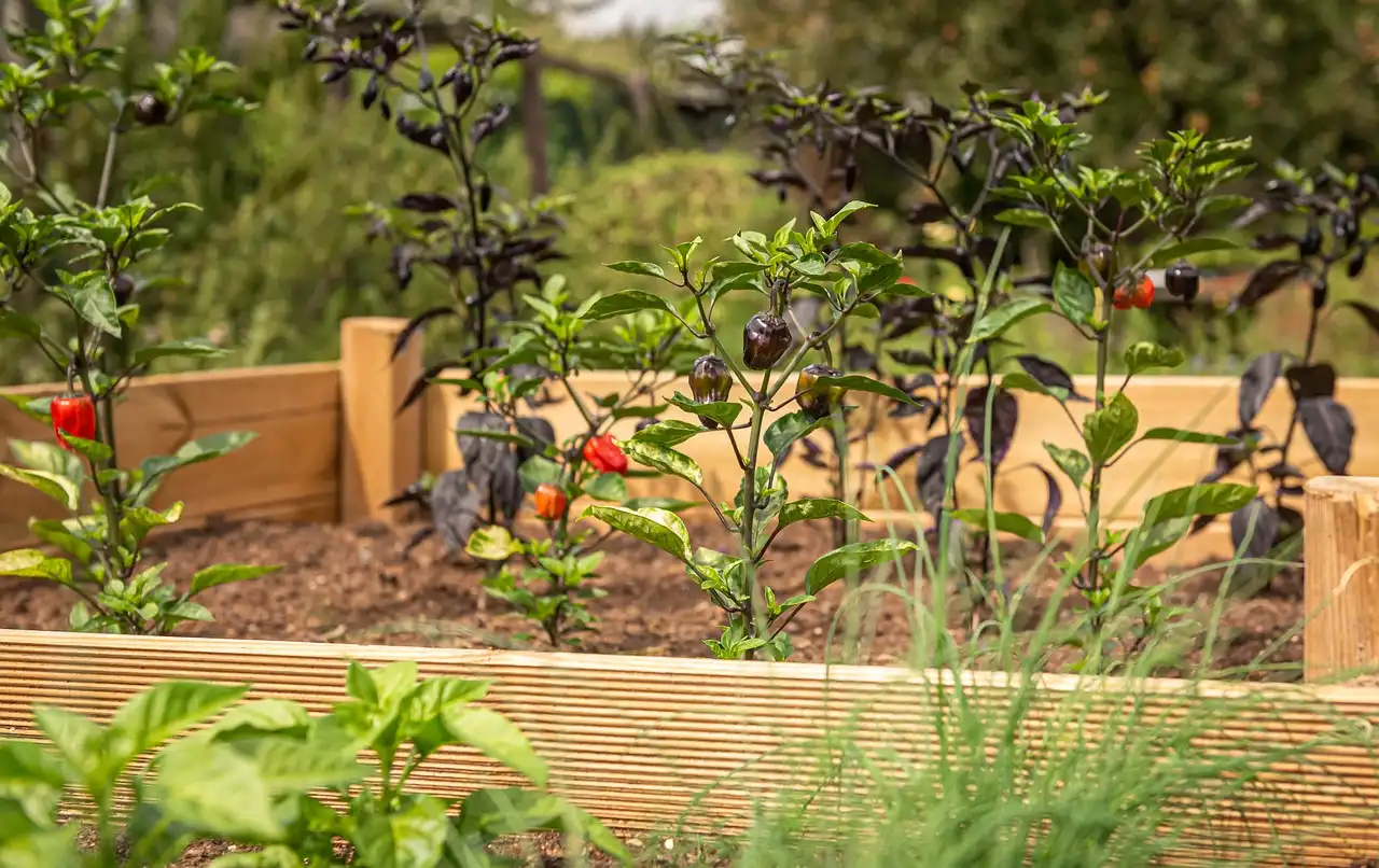 How deep should raised bed soil be?
