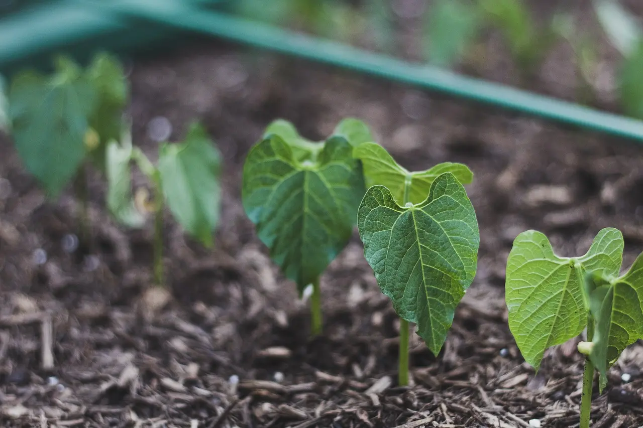What soil should I use in a raised bed?