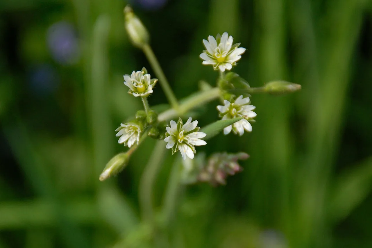 How weeds get past it