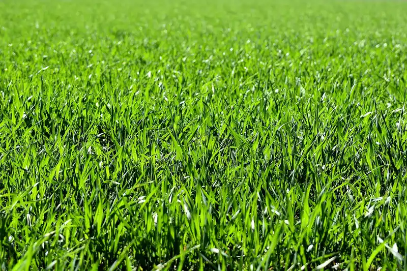 Lawn unevenness diagnosis matrix